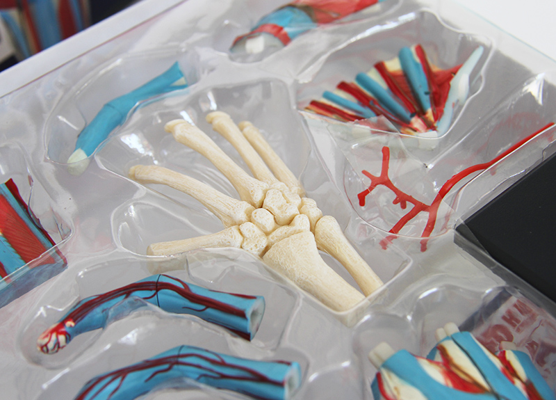 4D Master人體手掌模型 醫學教學與解剖學習的創新工具